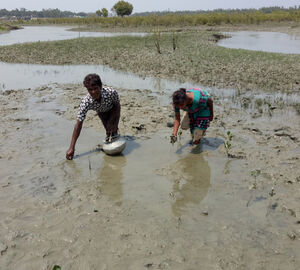 Shamsul Alam and his daughter harvesting molluscs