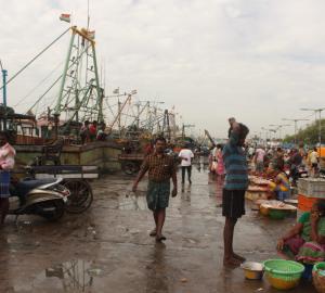 Shark fishing market in Thoothoor, India