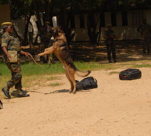 Canine test at KWS in Mombasa