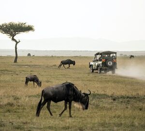 Tourist vehicle in Masai Mara