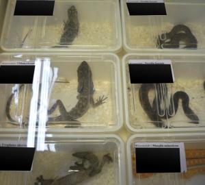 Reptiles in boxes at Hamm reptile fair