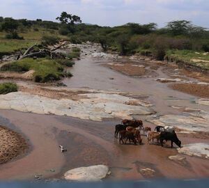 Cattle grazing in Maasai Mara
