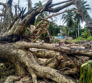 Tree skeletons in Kavewa
