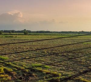 Thai rice field