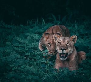lion and cub in Botswana