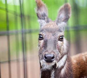 A Siberian musk deer in captivity. The Himalayan musk deer is one of the species which could be farmed for commercial purposes under new legislation in Nepal (Image: Yury Stroykin / Alamy)