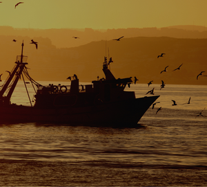 a fishing boat pulling in a net at sunset