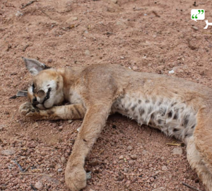 An Arab Lynx, an endangered species, killed July 2020. Credit: Holm Akhdar