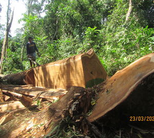 A man taking a saw to a newly felled tree in a forest. 
