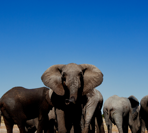 A herd of African elephants huddled together