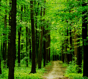 a path through a forest of green trees