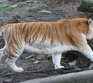 a golden tiger in a zoo. 