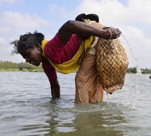 A women collects shellfish in the backwaters of Kaliveli.