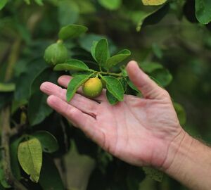 a hand holding up citrus fruit on a tree 
