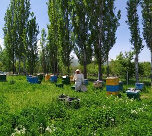 Beekeepers in a field: Photo credit Baktygul Chynybaeva 