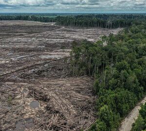 Pembukaan lahan hutan untuk proyek food estate di Sepang, Gunung Mas, Kalimantan Tengah. © Muhamad Habibi / Save Our Borneo / Greenpeace