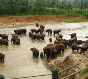 a herd of elephants in a river