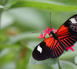 a red butterfly on a leaf