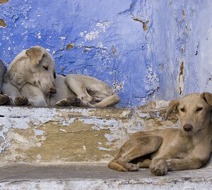 two stray puppies rest on steps