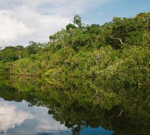 a landscape image of the amazon rainforest in brazil. there is a river and on the bank of the river there is dense forest and brush. everything is green and the sky is bright blue with a few white wispy clouds
