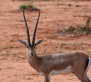 a long-horned gazelle stares at the camera. the horns are almost as tall as the brown and white gazelle. the background is a savannah with tall orange grasses and brush