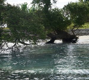 a mangrove tree