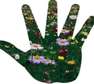 an image of a hand spread out with five fingers and the inside of the hand is a field of white and yellow flowers