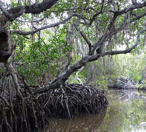A mangrove swamp in Mexico