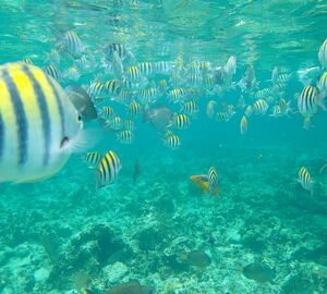 Yellow fish in clear water