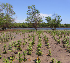 mangrove seedlings growing 