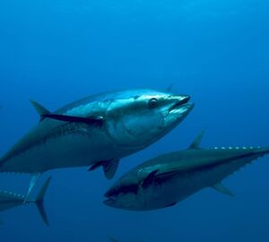 Bluefin tuna (Thunnus thynnus) in a tuna cage in the sea in Malta