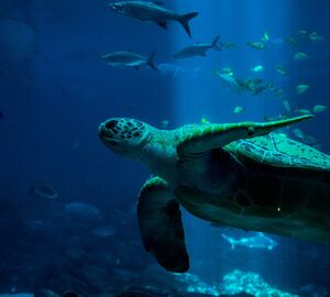 A sea turtle swimming