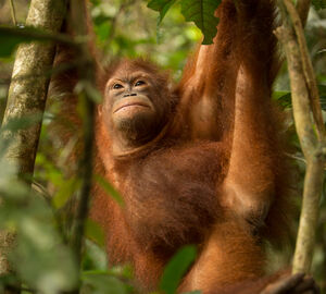 orangutan on tree