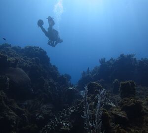 coral reef with a diver in the background