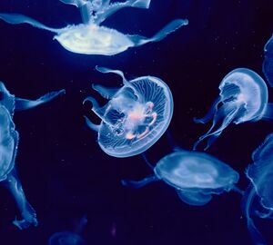 severeal jellyfishes underwater