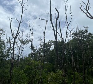 After the passage of Hurricane Iota, the mangrove ecosystem in Old Point National Park has gradually recovered.