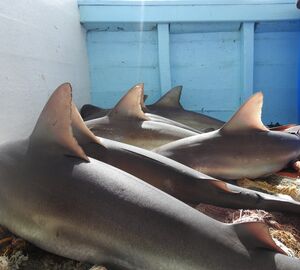 Four sandbank sharks on a boat 
