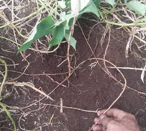 Potato vines in the dirt