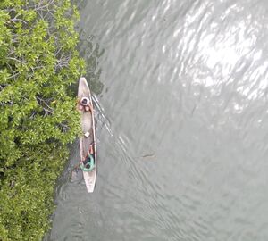 two people on a boat next to a mangrove tree