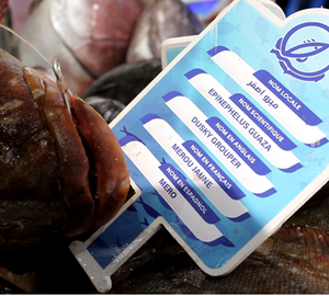 Image of a fish in a supermarket with a label indicating its different names 