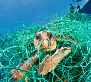 A turtle in a plastic net 