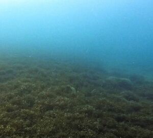 Image of deep water with brown seaweed