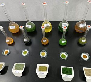 Microalgae strains in various containers on a black table 