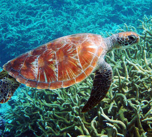 Sea turtle in the blue sea by green algae 