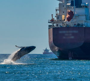 A whale near a large vessel at sea.