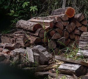 Felled Brazilwood in the Pau Brasil National Park