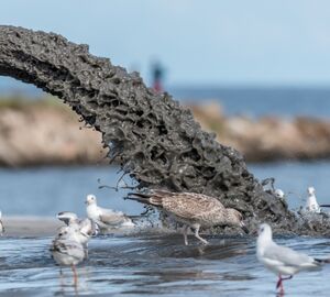 Sewage pipe pouring dirty water into the sea with birds around it