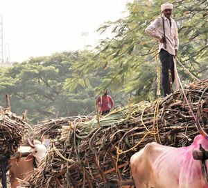 A number of sugarcane farmers wait near a sugar mill in Satara for weighing and selling / Credit: Manish Kumar/Mongabay.