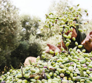 A woman sorts through her olive harvest