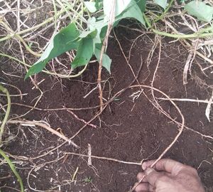 Potato vines in the ground 